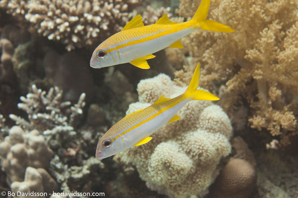 BD-150223-Sharm-6390-Mulloidichthys-vanicolensis-(Valenciennes.-1831)-[Yellowfin-goatfish].jpg